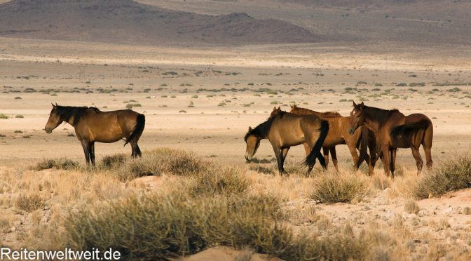 Wildpferde in Namibia beobachten